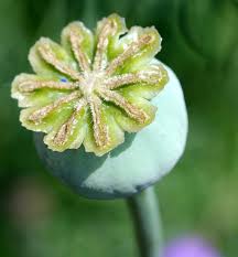 Attēlu rezultāti vaicājumam “Papaver argemone fruit”