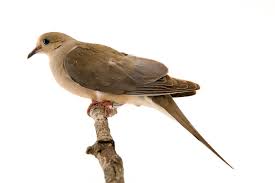 Image result for Zenaida macroura