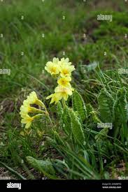 Attēlu rezultāti vaicājumam “Primula x margotae”