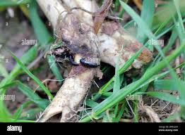 Attēlu rezultāti vaicājumam “Silpha obscura larva”
