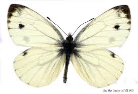 Attēlu rezultāti vaicājumam “Pieris napi male”