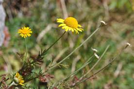 Attēlu rezultāti vaicājumam “Anthemis tinctoria”