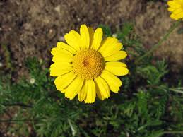 Image result for Färberkamille