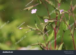 Attēlu rezultāti vaicājumam “Epilobium montanum flower”