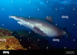Image result for Odontaspis ferox
