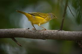 Image result for Dendroica petechia