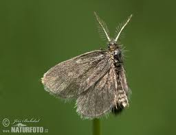 Attēlu rezultāti vaicājumam “Psychidae”