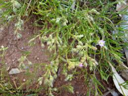 Attēlu rezultāti vaicājumam “Spergularia marina bud”