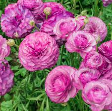 Attēlu rezultāti vaicājumam “Ranunculus brunnescens”