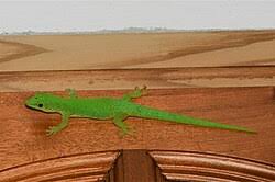 Attēlu rezultāti vaicājumam “Lycogala persicum sessile”