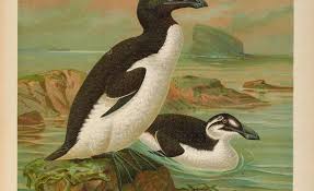 Image result for Pinguinus impennis
