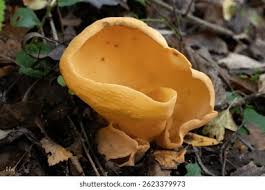 Attēlu rezultāti vaicājumam “Otidea leporina”