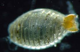 Attēlu rezultāti vaicājumam “Chara intermedia male”