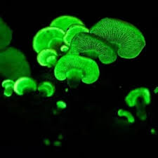 Attēlu rezultāti vaicājumam “Panellus stipticus”