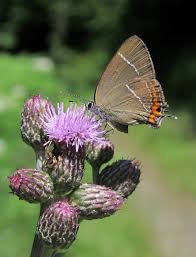 Attēlu rezultāti vaicājumam “Satyrium w-album underside”