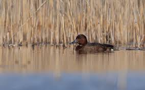 Attēlu rezultāti vaicājumam “Trichia longipalpis”