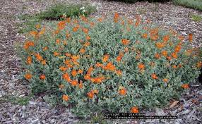 Attēlu rezultāti vaicājumam “Helianthemum nummularium”