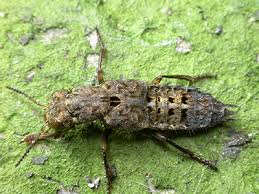 Attēlu rezultāti vaicājumam “Ontholestes murinus”