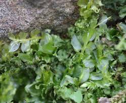 Attēlu rezultāti vaicājumam “Plagiomnium affine”