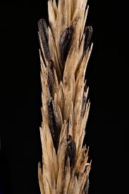 Attēlu rezultāti vaicājumam “Claviceps purpurea”