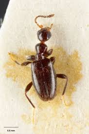 Attēlu rezultāti vaicājumam “Anthicidae”