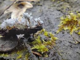 Attēlu rezultāti vaicājumam “Badhamiopsis ainoae sessile”