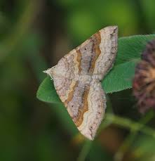Attēlu rezultāti vaicājumam “Scotopteryx chenopodiata”