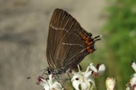 Attēlu rezultāti vaicājumam “Satyrium w-album”