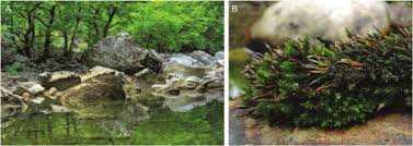 Attēlu rezultāti vaicājumam “Cinclidotus danubicus cells”