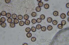 Attēlu rezultāti vaicājumam “Physarum leucopus plasmodium”