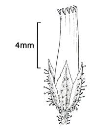 Attēlu rezultāti vaicājumam “Cerastium semidecandrum bud”