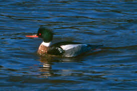 Attēlu rezultāti vaicājumam “Mergus serrator”