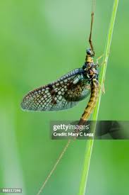 Attēlu rezultāti vaicājumam “Ephemera vulgata”