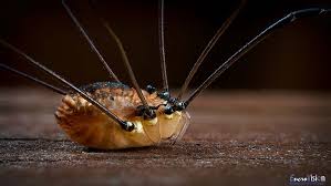 Attēlu rezultāti vaicājumam “Diderma deplanatum macro”