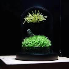 Attēlu rezultāti vaicājumam “Climacium dendroides sporophyte”