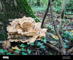 Attēlu rezultāti vaicājumam “Grifola frondosa”