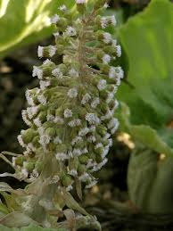 Attēlu rezultāti vaicājumam “Petasites spurius”