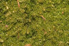 Attēlu rezultāti vaicājumam “Campylophyllum calcareum”