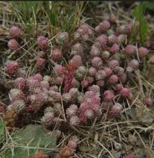 Attēlu rezultāti vaicājumam “Sedum pallidum flower”