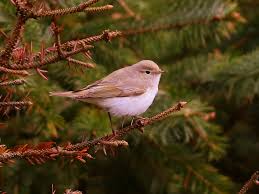 Image result for Phylloscopus orientalis