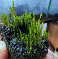 Attēlu rezultāti vaicājumam “Fissidens arnoldii sporophyte”