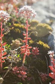 Attēlu rezultāti vaicājumam “Sedum acre flower”