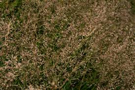 Attēlu rezultāti vaicājumam “Deschampsia flexuosa bud”