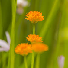 Attēlu rezultāti vaicājumam “Polygala amarella flower”