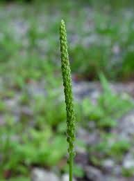 Attēlu rezultāti vaicājumam “Plantago major flower”