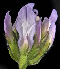 Attēlu rezultāti vaicājumam “Astragalus danicus leaf”
