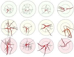 Attēlu rezultāti vaicājumam “Ceruchus chrysomelinus imago”
