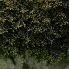 Attēlu rezultāti vaicājumam “Frullania fragilifolia”