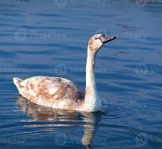 Attēlu rezultāti vaicājumam “Cygnus olor juvenile”