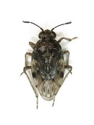 Attēlu rezultāti vaicājumam “Saldula saltatoria”